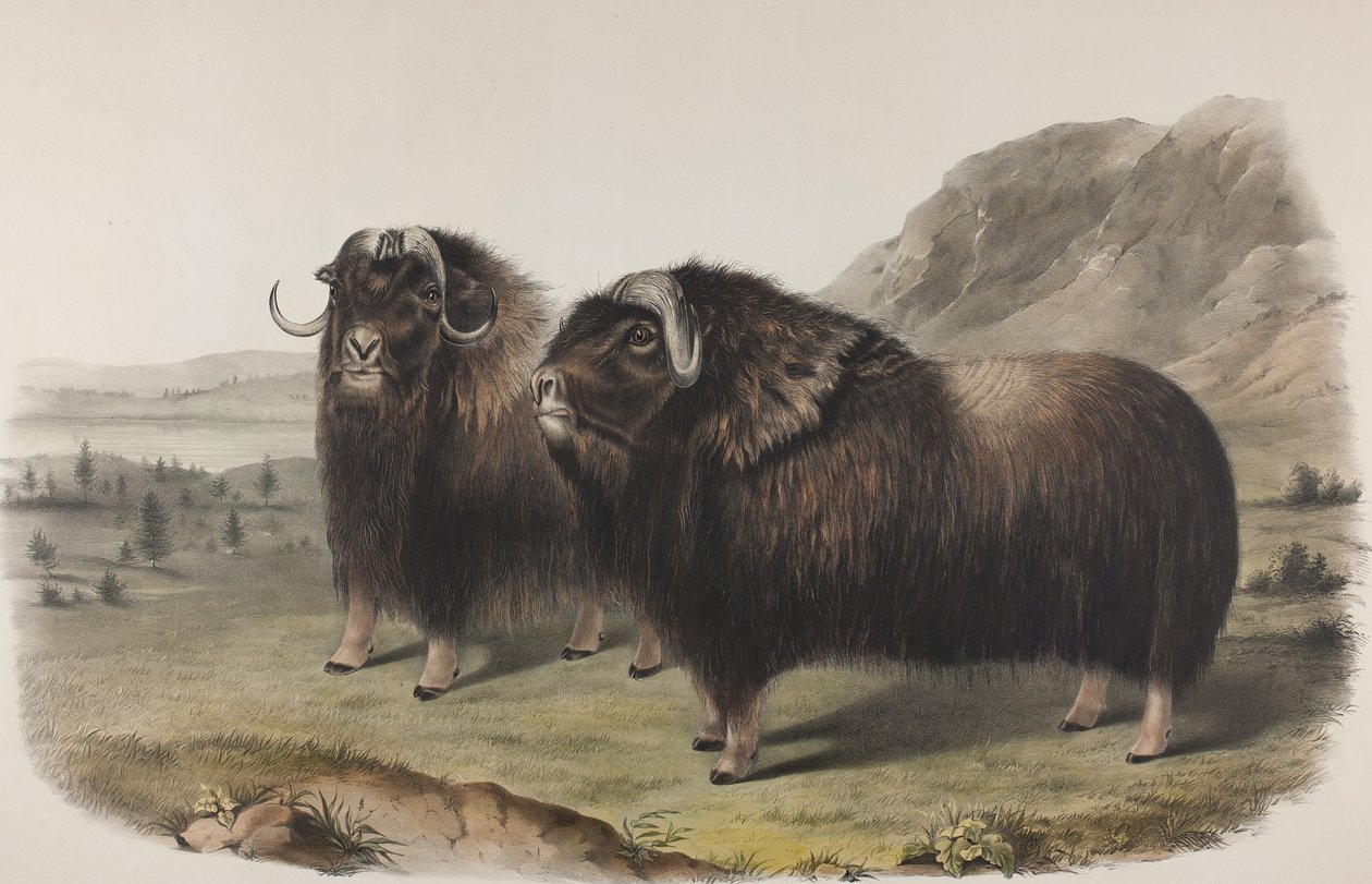 111. tábla. Ovibus Moschatus, Gmel. Pézsma ökör, 1848 (kézzel színezett és színes nyomott litho szőtt papíron) alkotó: John James Audubon