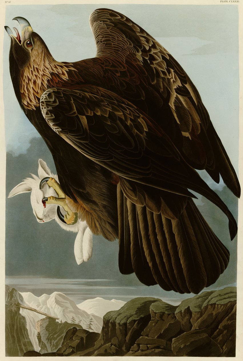 John James Audubon 181. táblája az Amerikai madarakról, Arany sast ábrázolva alkotó: John James Audubon