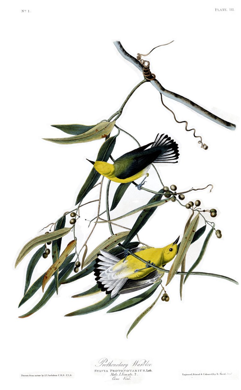 John James Audubon, a Birds of America 3. táblája Prothonotary Warblert ábrázol alkotó: John James Audubon