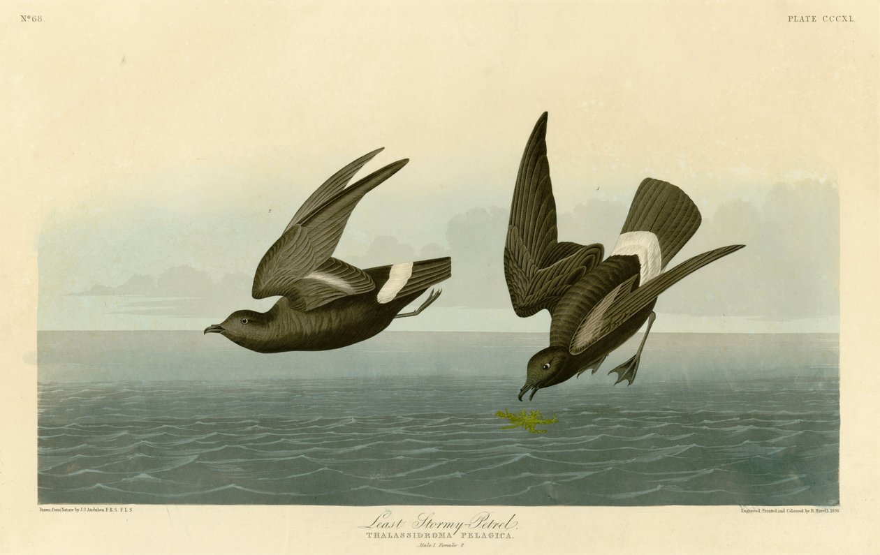 John James Audubon 340 alkotó: John James Audubon