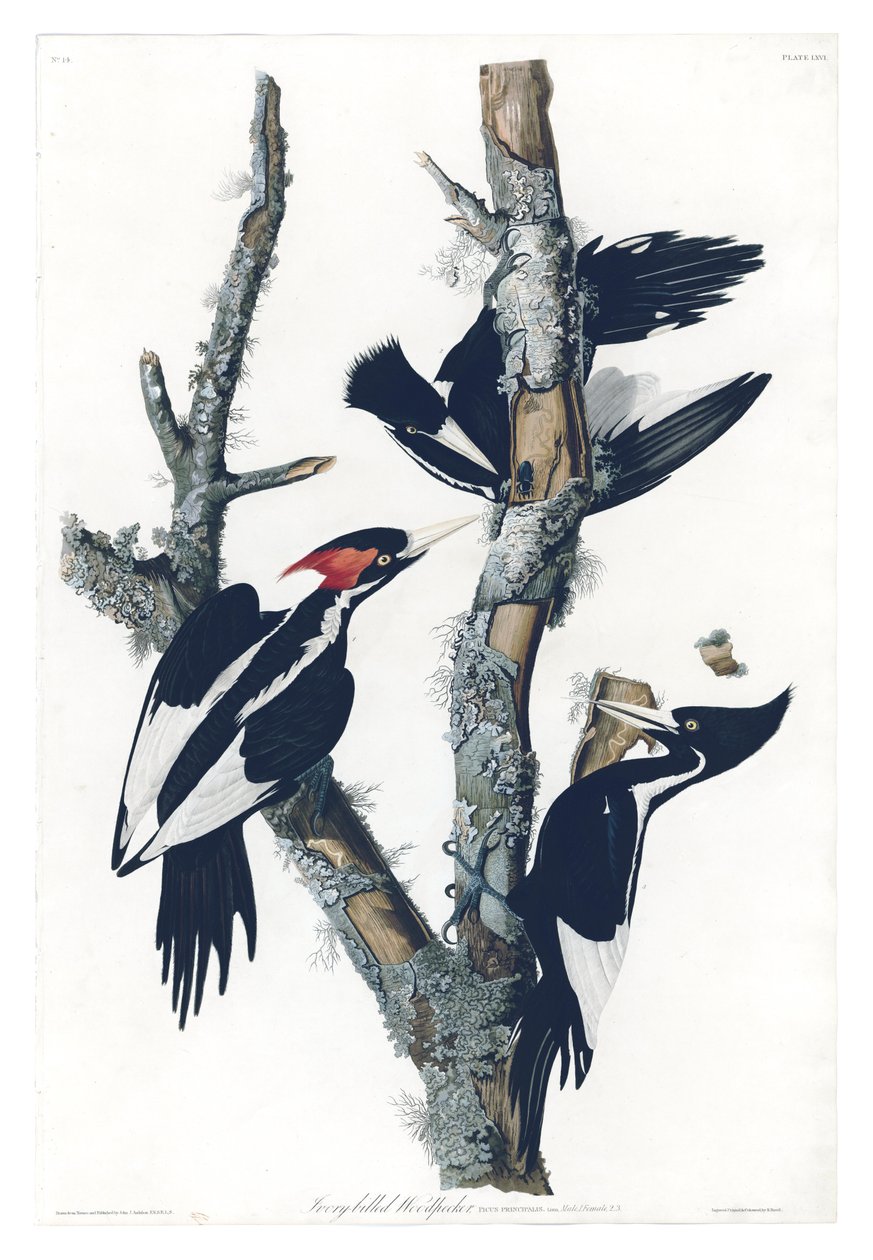 John James Audubon: Amerika madarai 66. táblája elefántcsontcsőrű harkályt ábrázol alkotó: John James Audubon