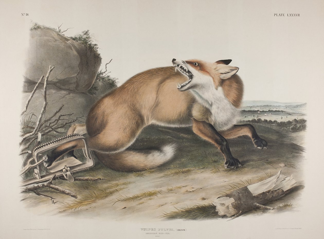 87. tábla Vulpes Fulvus, Desm. American Red Fox, 1846 (kézzel színezett és színes nyomott litho szőtt papírra) alkotó: John James Audubon