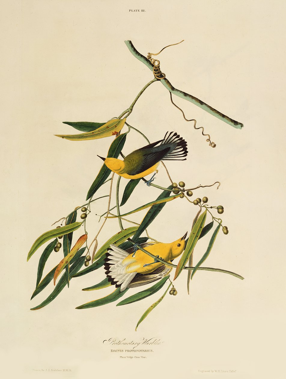 Prothonotary Warbler, a "Birds of America"-ból, vésette William Home Lizars (1788-1859) alkotó: John James Audubon