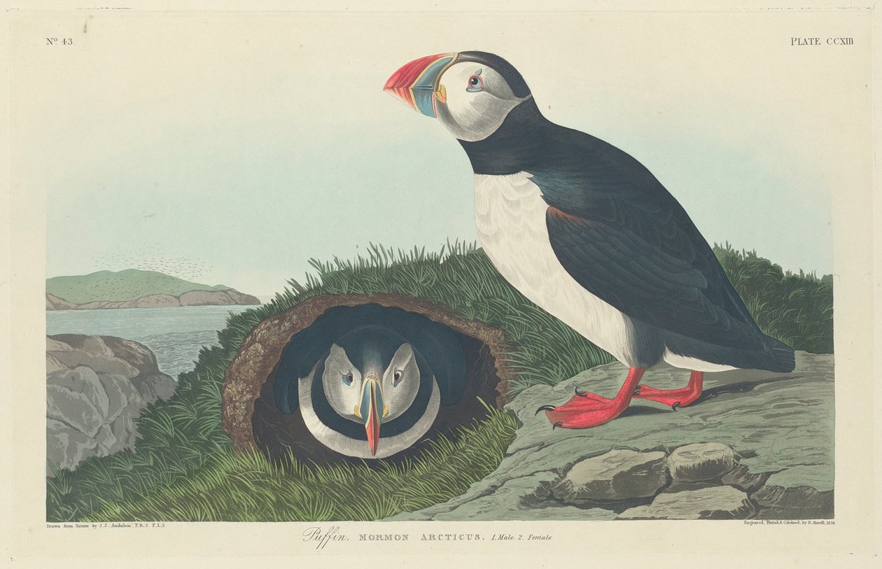 Puffin, 1834  alkotó: John James Audubon