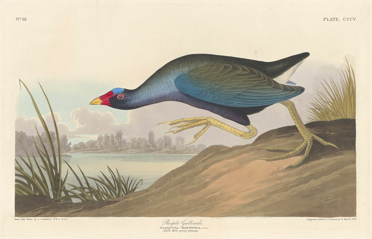 Lila gallinul, 1836 alkotó: John James Audubon