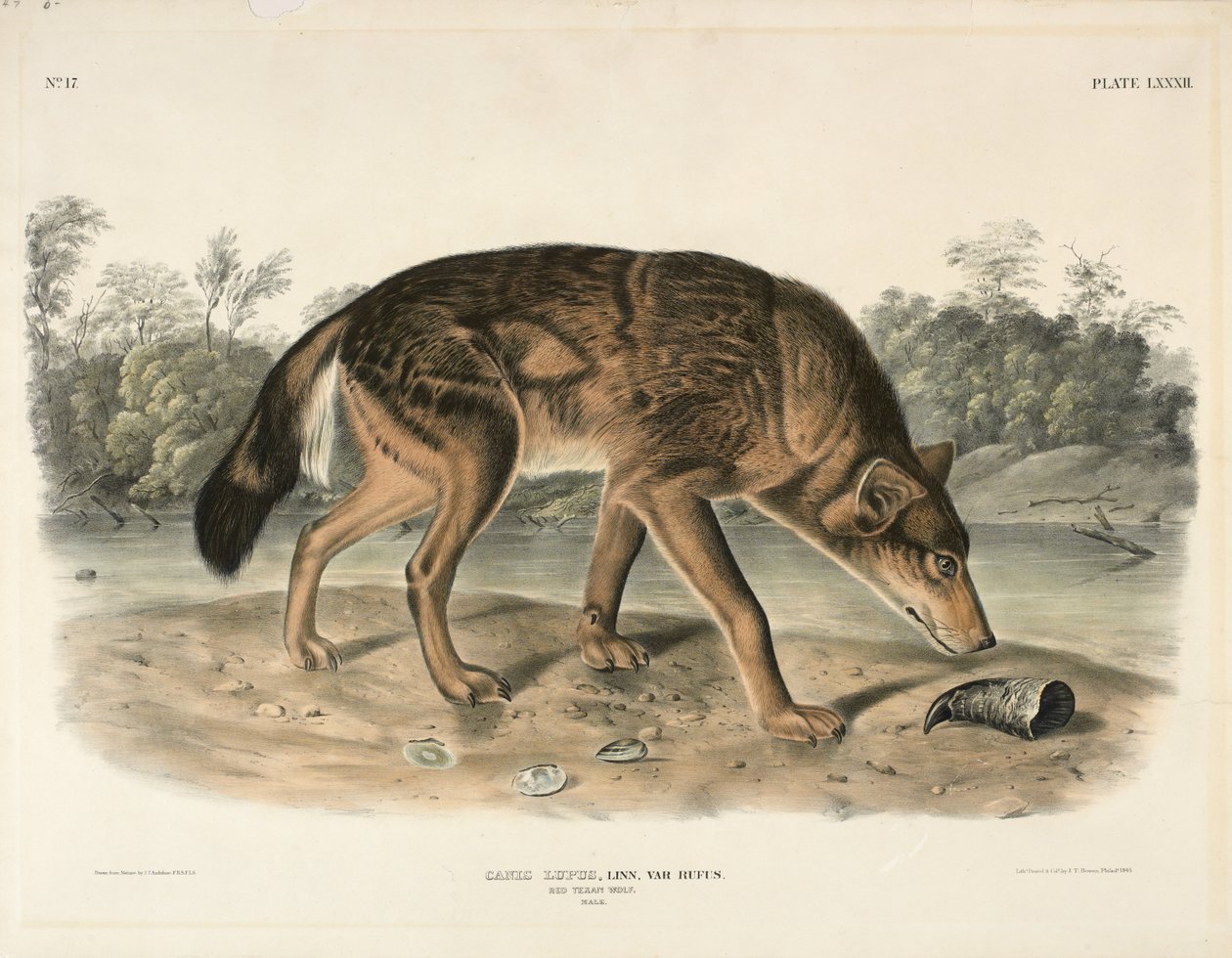 Vörös texasi farkas (Canis Lupus), 1845 (kézzel színezett litográfia) alkotó: John James Audubon