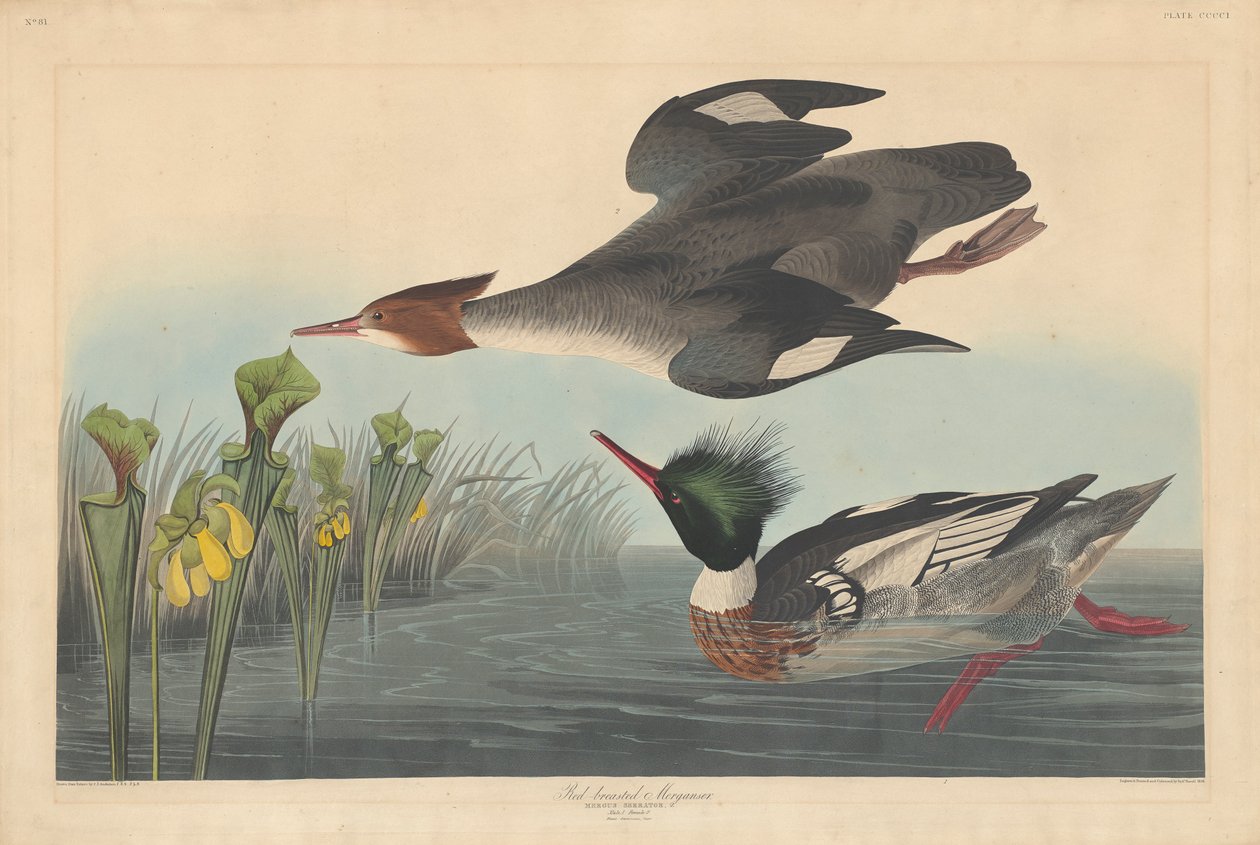 Vörösmellű lányka, 1838 alkotó: John James Audubon