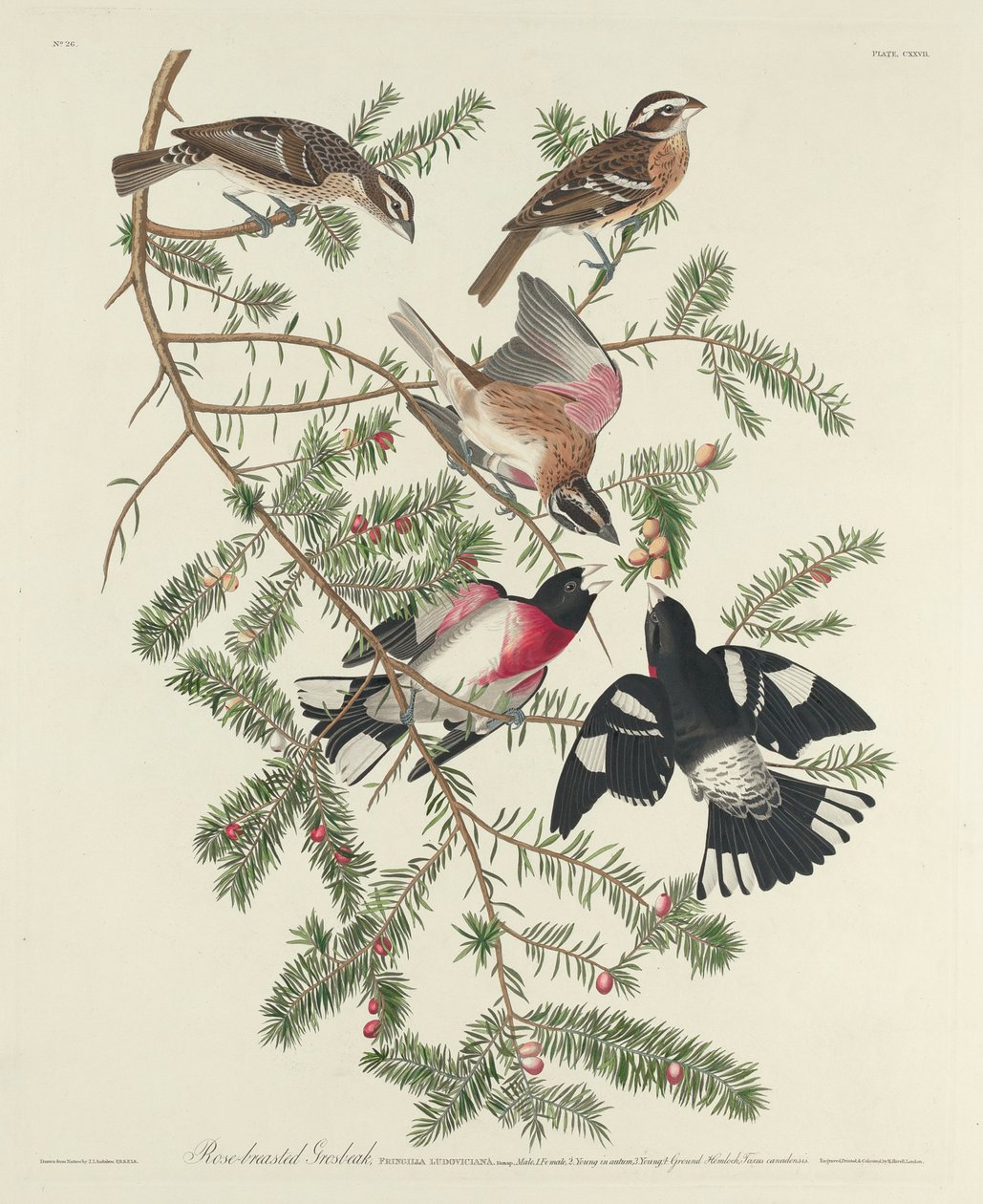 Rózsamellű tüske, 1832 alkotó: John James Audubon