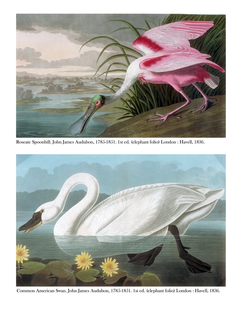 Roseate Spoonbill és a közönséges amerikai hattyú, 1836 alkotó: John James Audubon