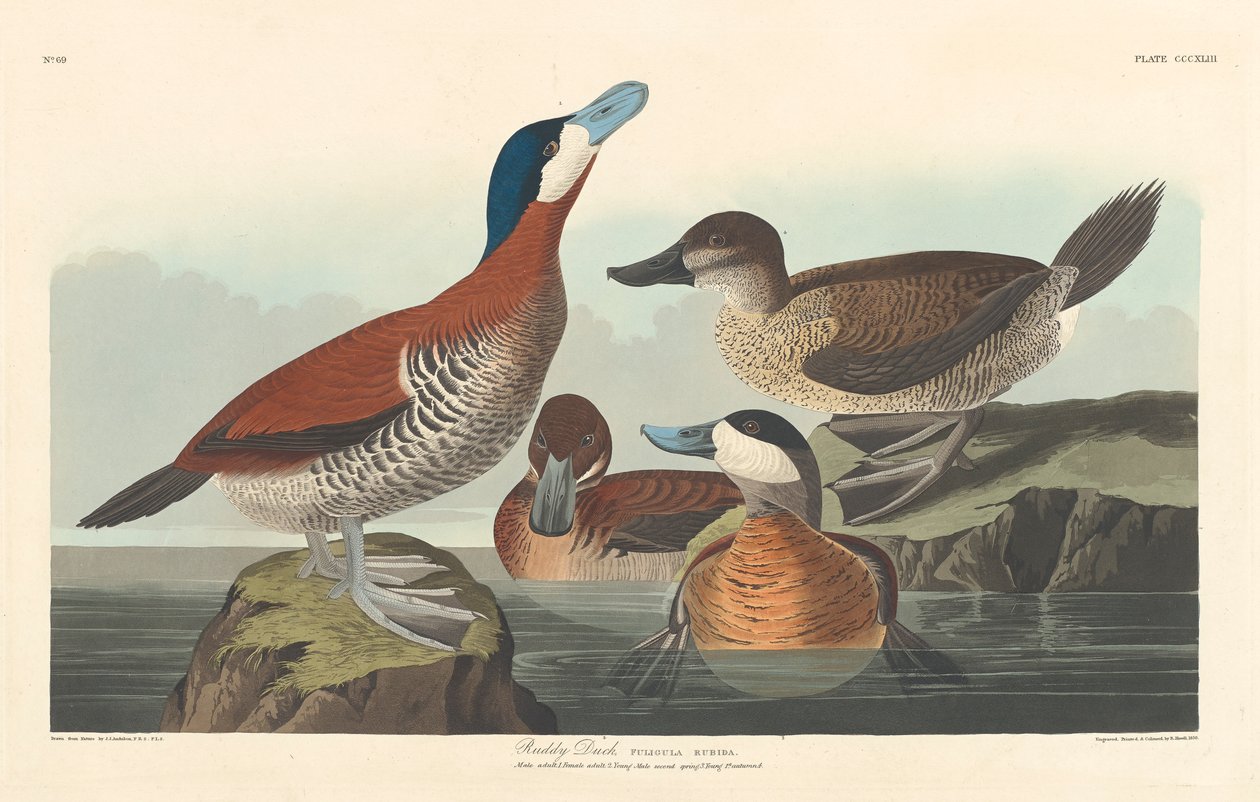 Réti kacsa, 1836 alkotó: John James Audubon