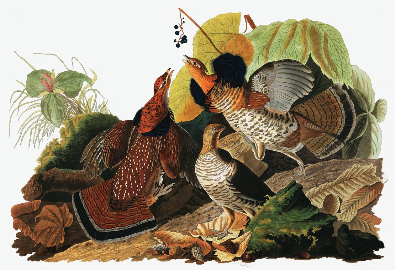 Ruffed Grouse, Tetrao Umbellus, The Birds of America szerzőtől, John J. Audubon, pub. 1827-38 (kézzel színezett metszet) alkotó: John James Audubon