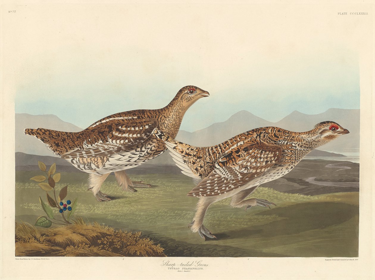 Élesfarkú Grous, 1837 alkotó: John James Audubon