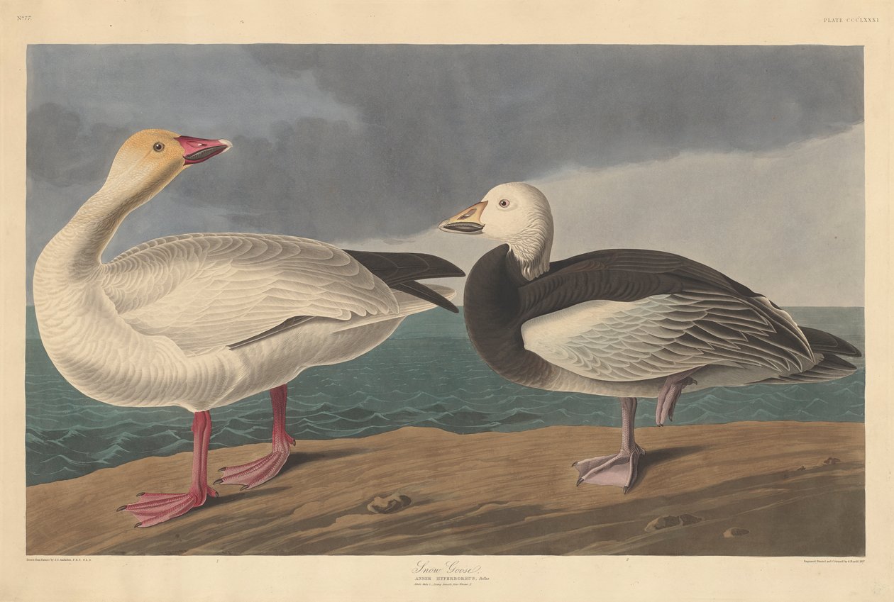 Hólúd, 1837 alkotó: John James Audubon
