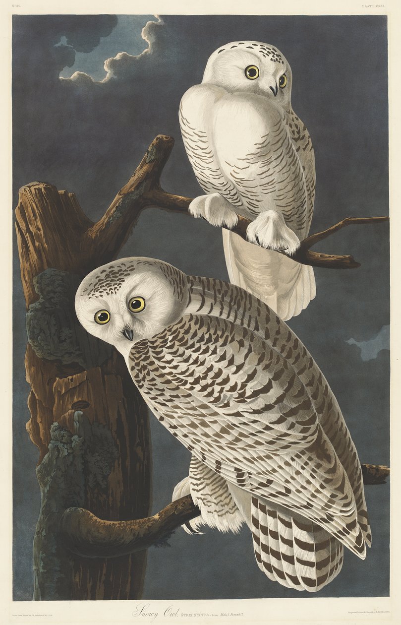 Havas bagoly, 1831 alkotó: John James Audubon