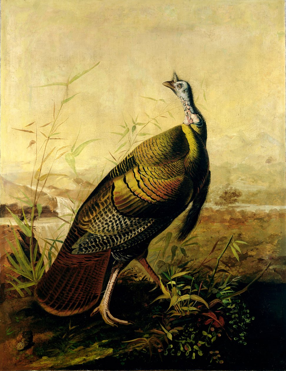 Az amerikai vadpulykakakas alkotó: John James Audubon