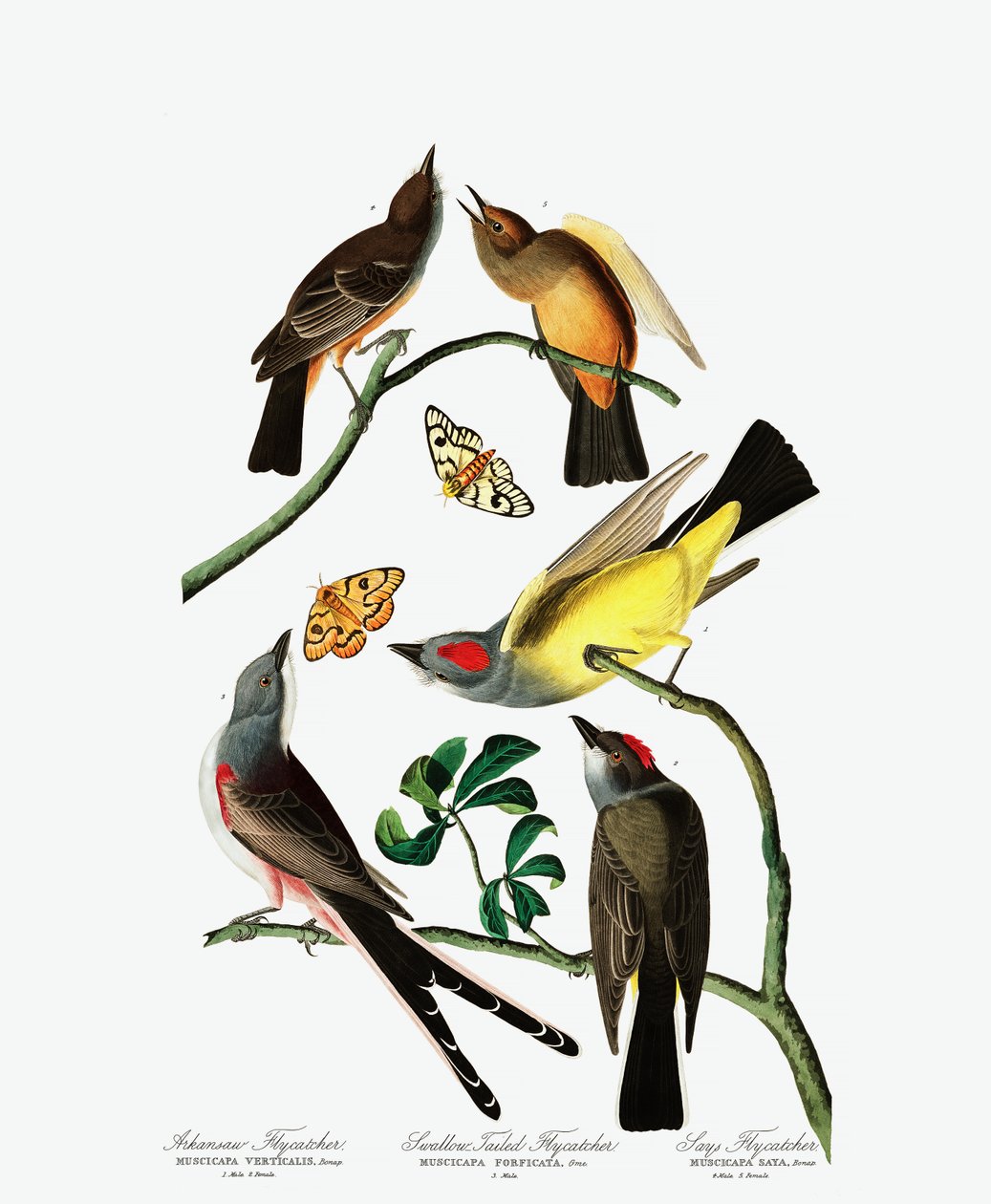 Három légykapófajta, John J. Audubon Amerika madaraiból, pub. 1827-38 (kézzel színezett metszet) alkotó: John James Audubon