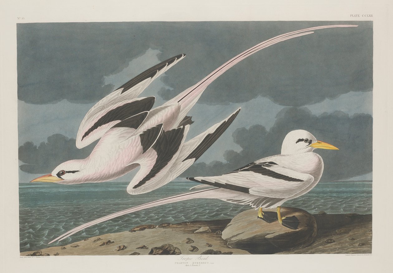 Trópusi madár, 1835 alkotó: John James Audubon