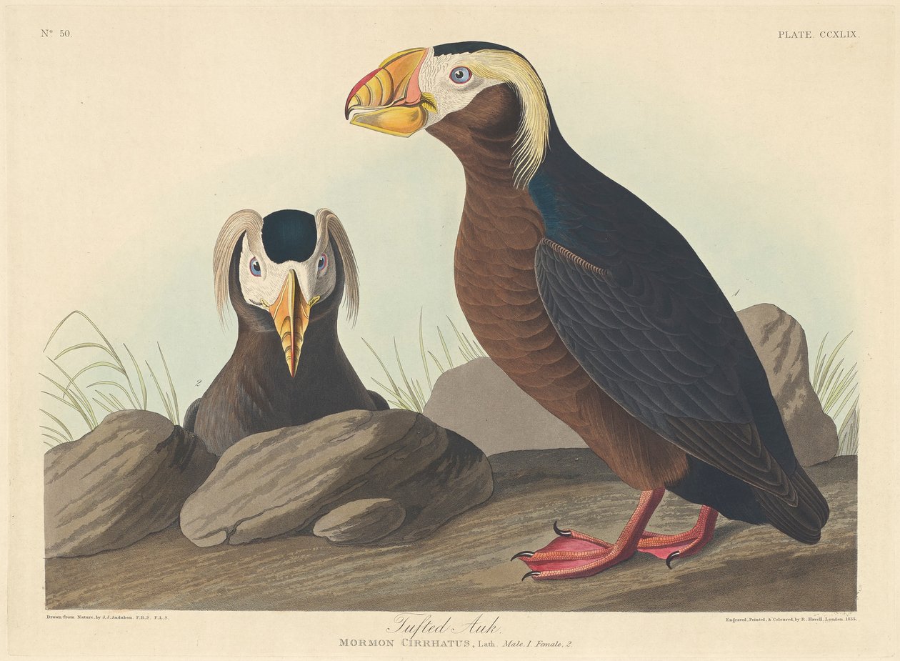 Bojtos Auk, 1835 alkotó: John James Audubon