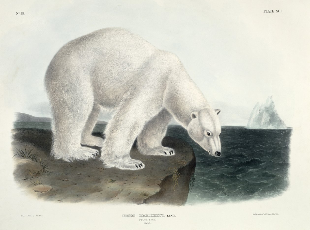 Ursus Maritimus (jegesmedve), 91. tábla az „Észak-Amerika négylábúiból”, John T. Bowen (1801-1856 körül), 1846. alkotó: John James Audubon