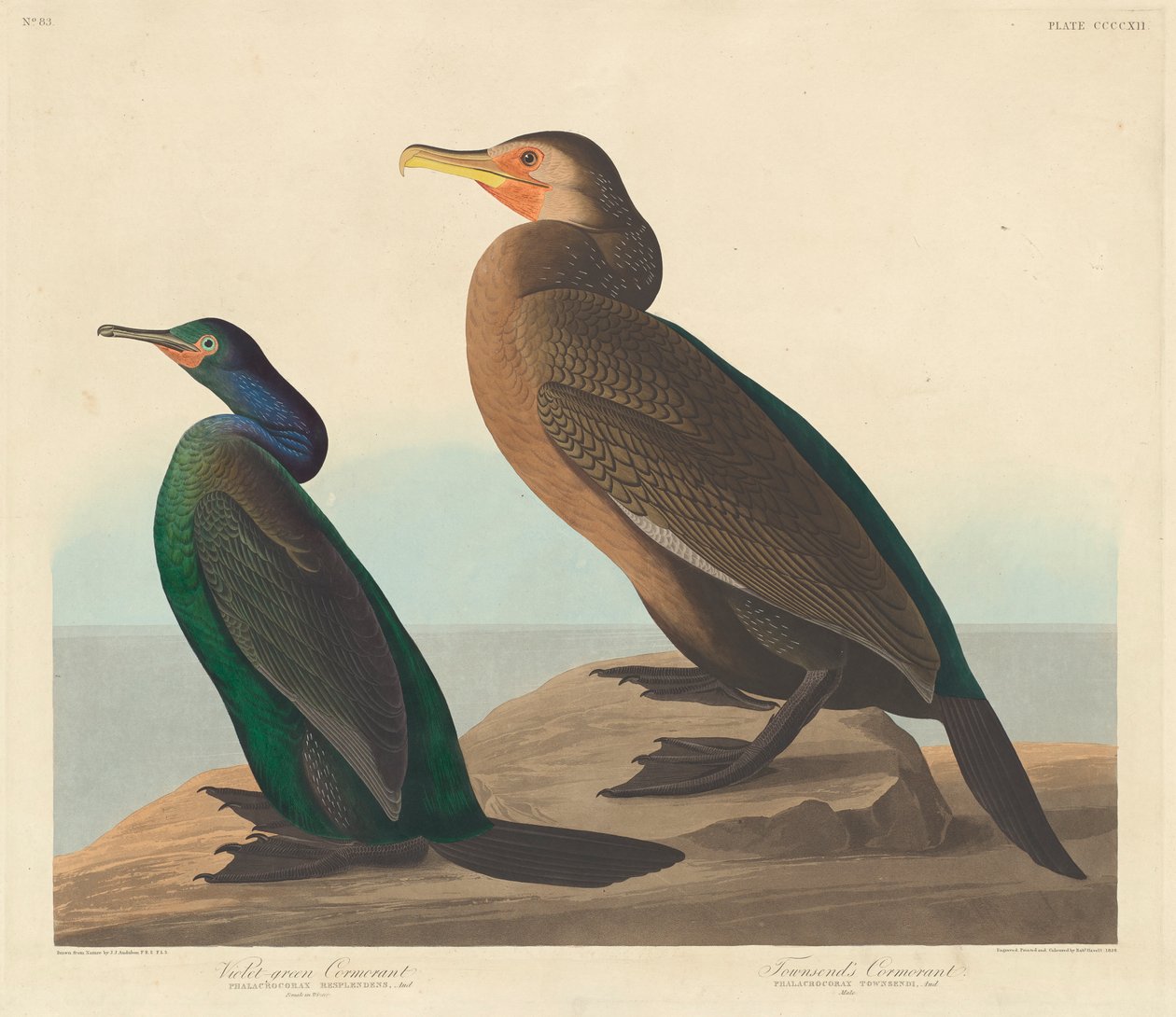 Violet-green Cormorant and Townsends Cormorant, 1838  alkotó: John James Audubon