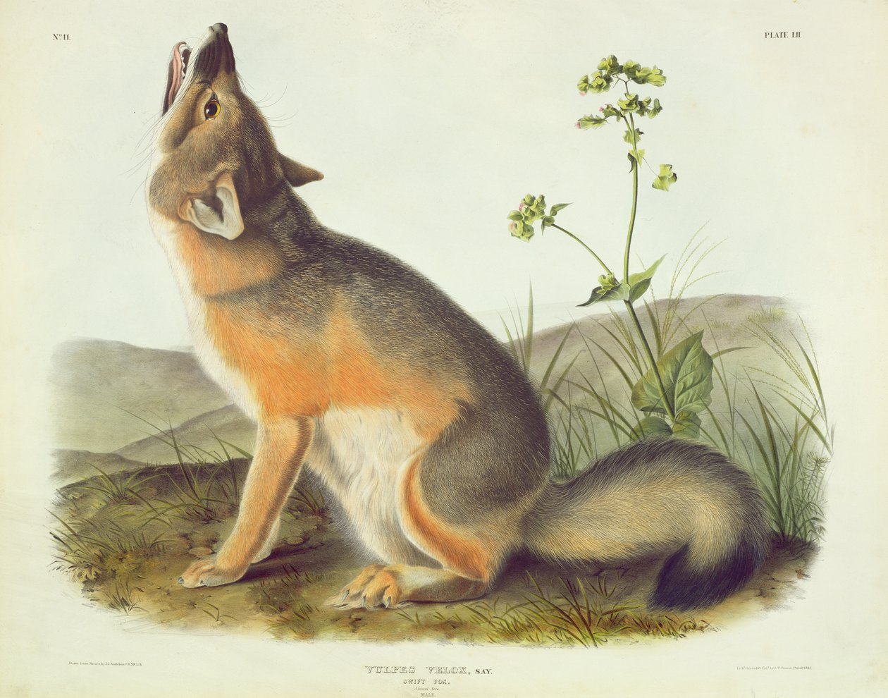 Vulpes Velox (Swift Fox), 52. tábla az „Észak-Amerika négylábúiból”, John T. Bowen (1801-1856 körül), 1844. alkotó: John James Audubon