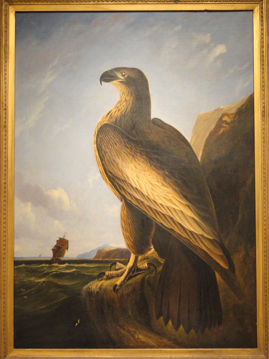 Washington -tengeri sas alkotó: John James Audubon