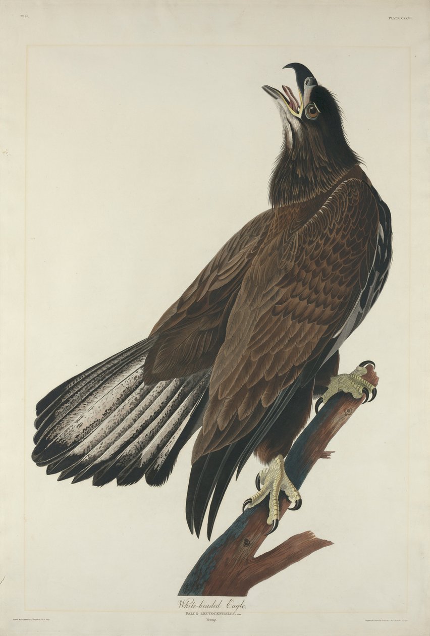 Fehérfejű sas, 1832 alkotó: John James Audubon