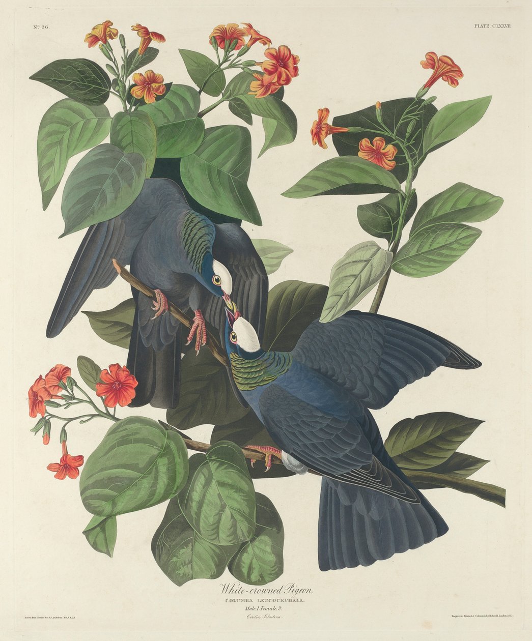Fehér koronás galamb, 1833 alkotó: John James Audubon