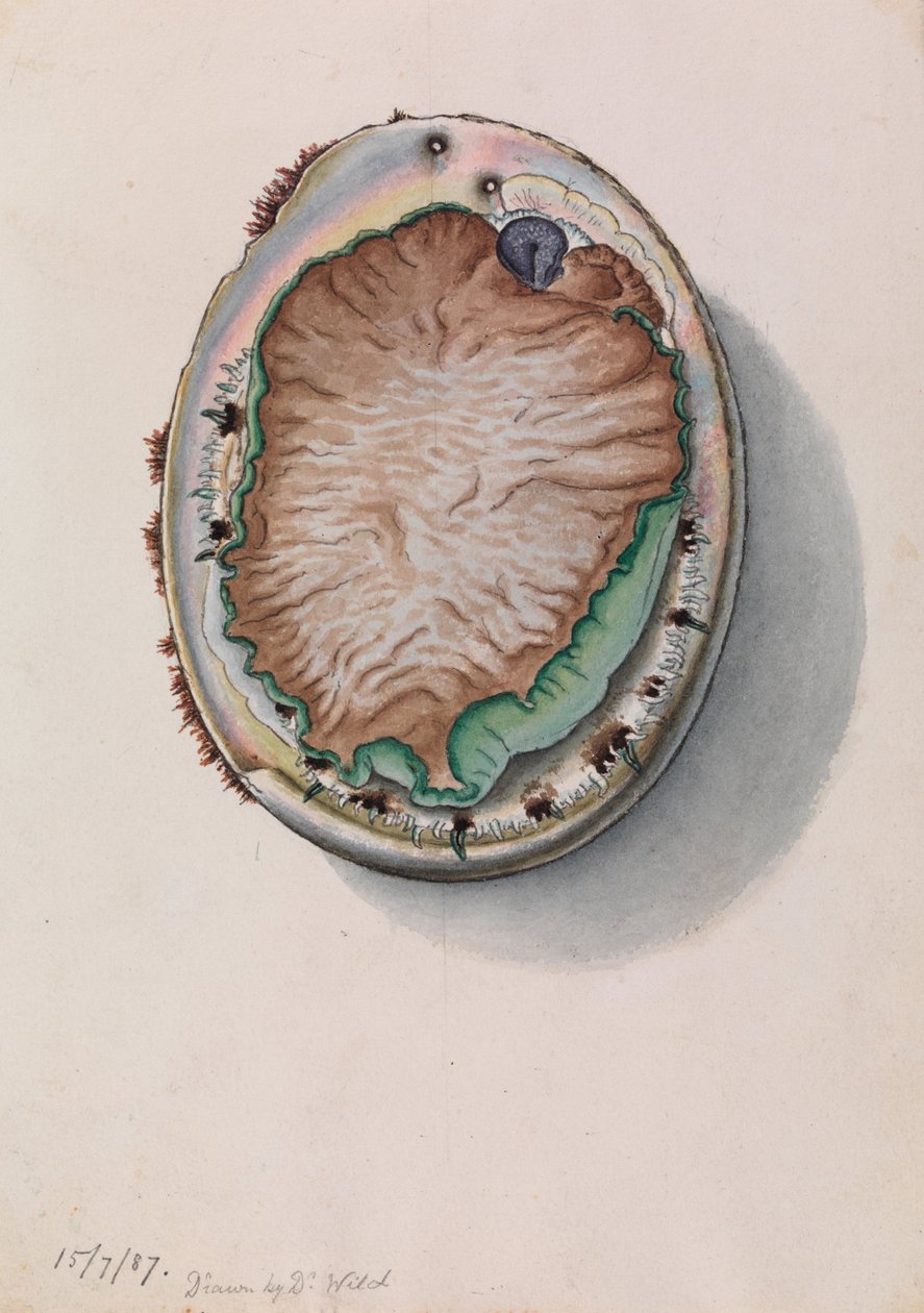 Zöld ajkú Abalone, Haliotis laevigata alkotó: John James Wild