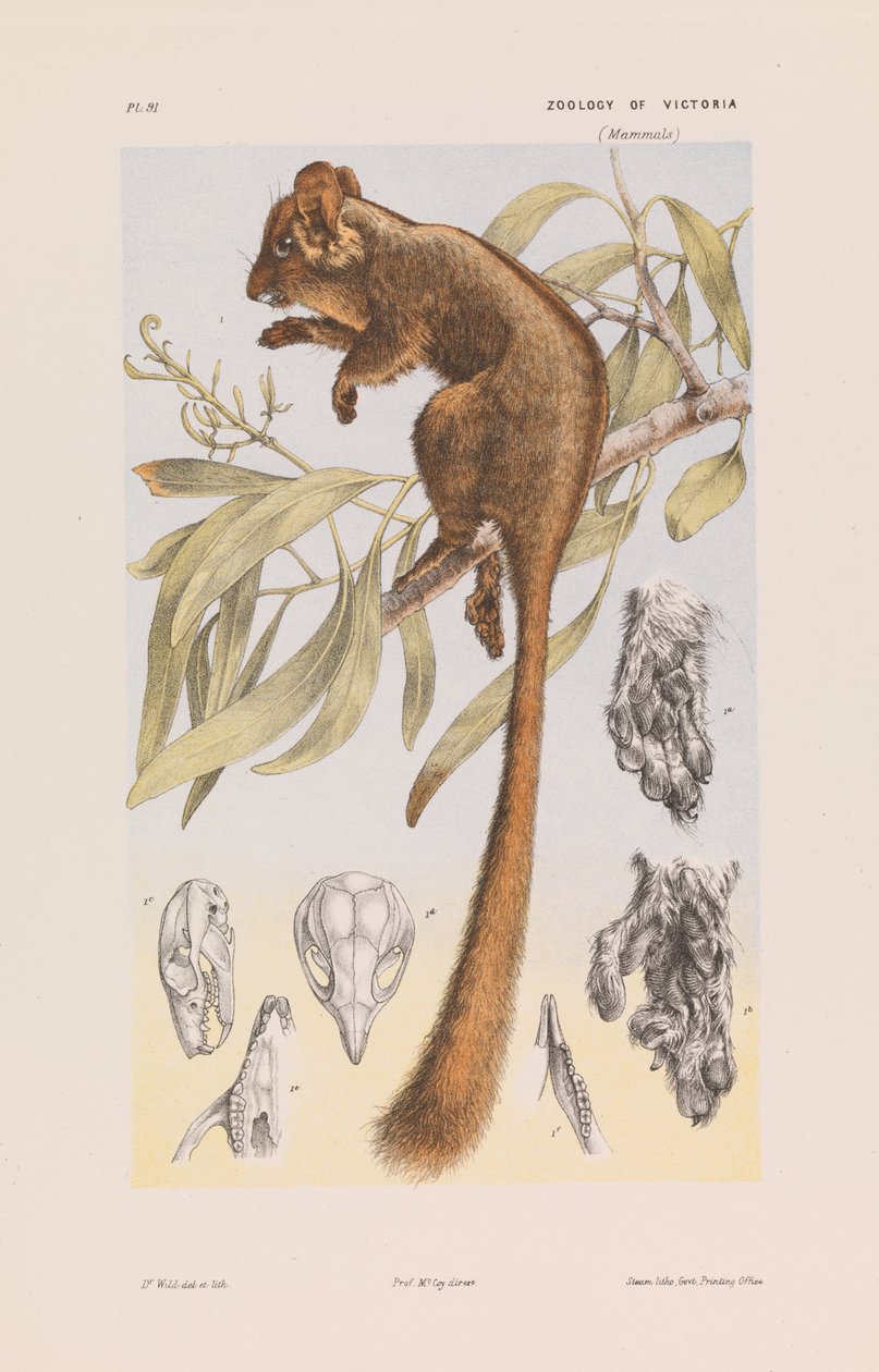 Leadbeaters Possum, Gymnobelideus leadbeateri alkotó: John James Wild