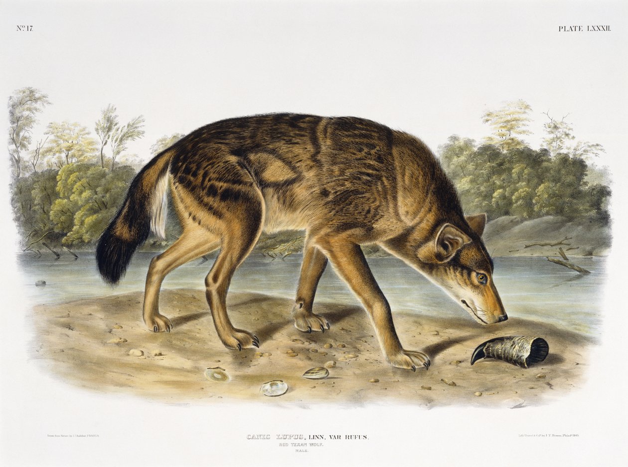 Vörös texasi farkas, 1845 (kézzel színezett litográfia) alkotó: John James after Audubon