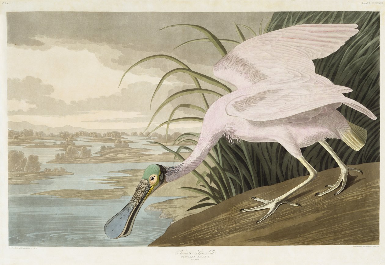 Roseate Spoonbill, 1836 (kézzel színezett akvatinta szőtt papíron) alkotó: John James after Audubon