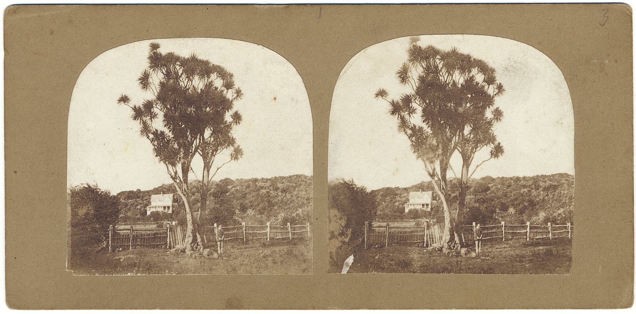Native Ti vagy Manuku Tree, más néven káposztafa, Auckland, Új-Zéland ( albumin nyomat) alkotó: John Kinder