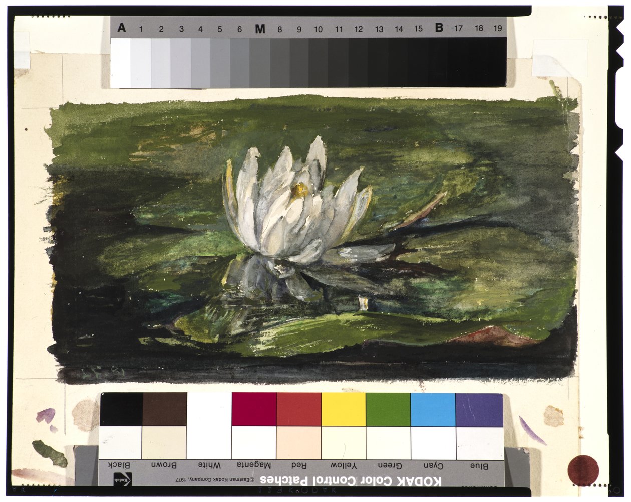 Tavirózsa napfényben, 1881 alkotó: John La Farge or Lafarge