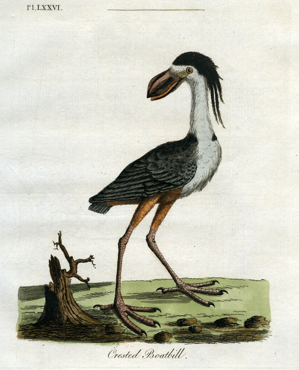 Címeres csónakcsőr, 1781-5 (kézzel színezett metszet) alkotó: John Latham