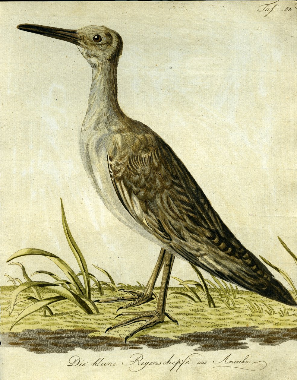 Kis amerikai szalonka, 1793 (kézi színezésű metszet) alkotó: John Latham