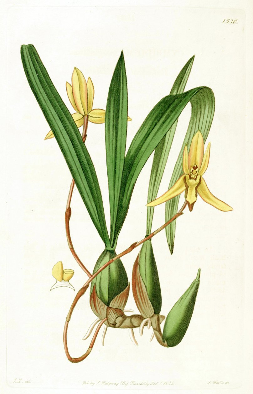 Brasiliorchis marginata (mint syn. Cymbidium marginatum) alkotó: John Lindley