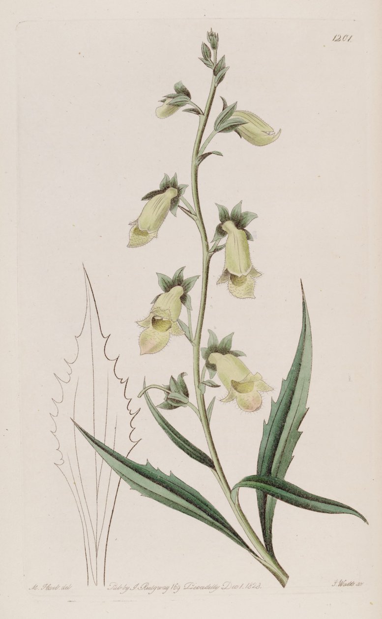 Digitalis obscura subsp. laciniata alkotó: John Lindley