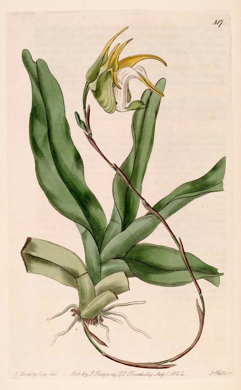 Az Aeranthes grandiflora illusztrációja alkotó: John Lindley