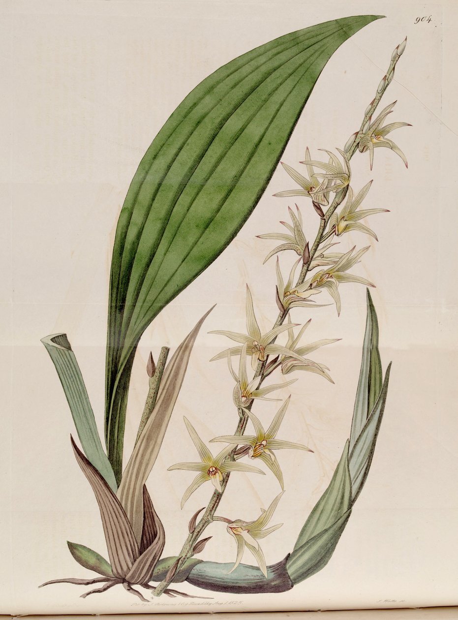 Illusztráció: Eria javanica (mint syn. Eria stellata) alkotó: John Lindley