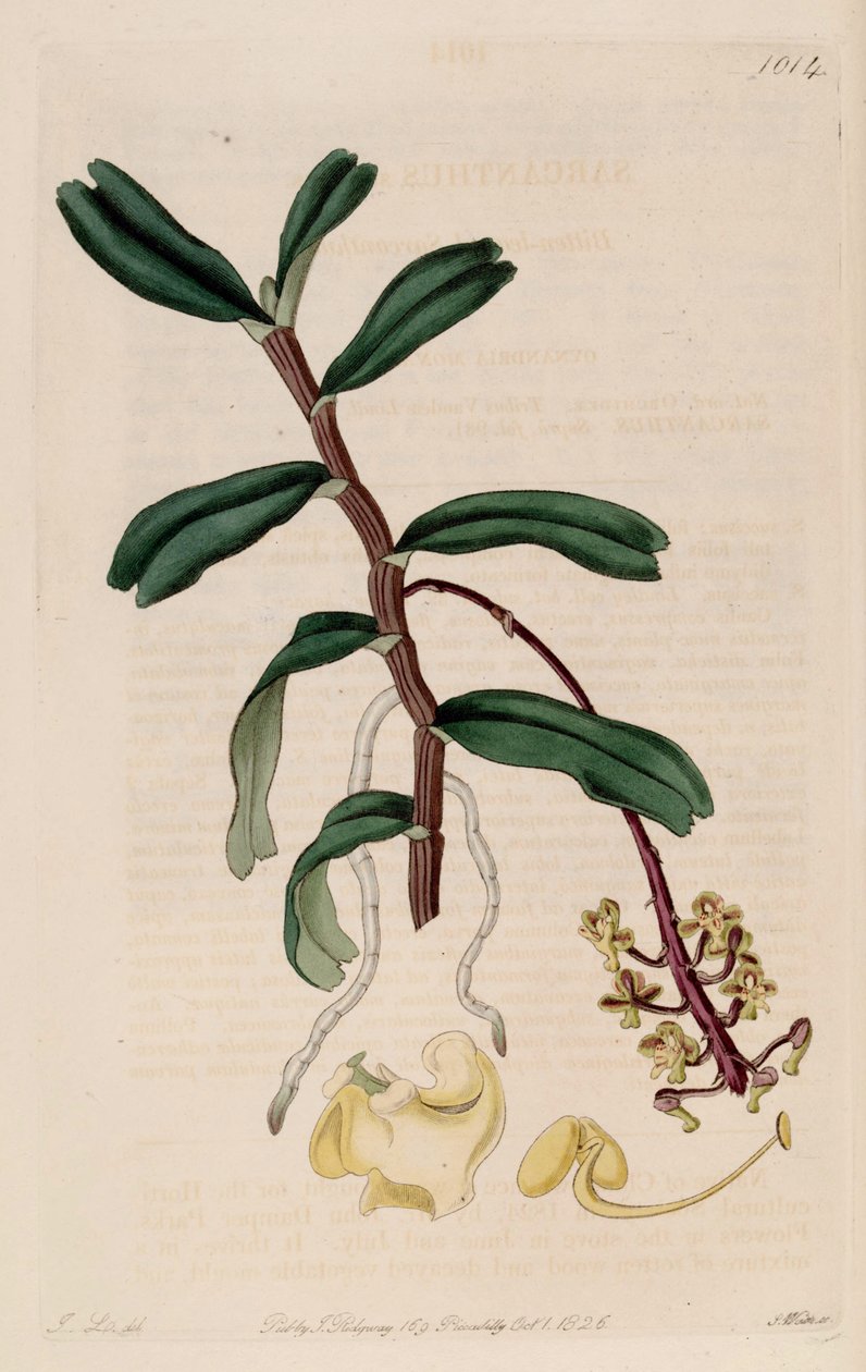 Robiquetia illusztrációja (mint szin. alkotó: John Lindley