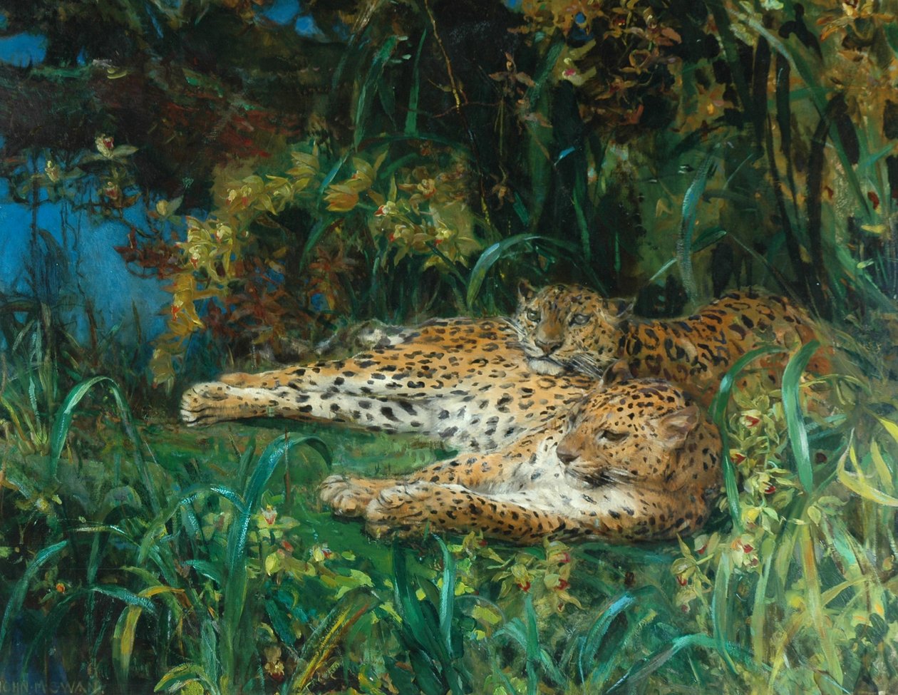 Indiai leopárdok alkotó: John Macallan Swan