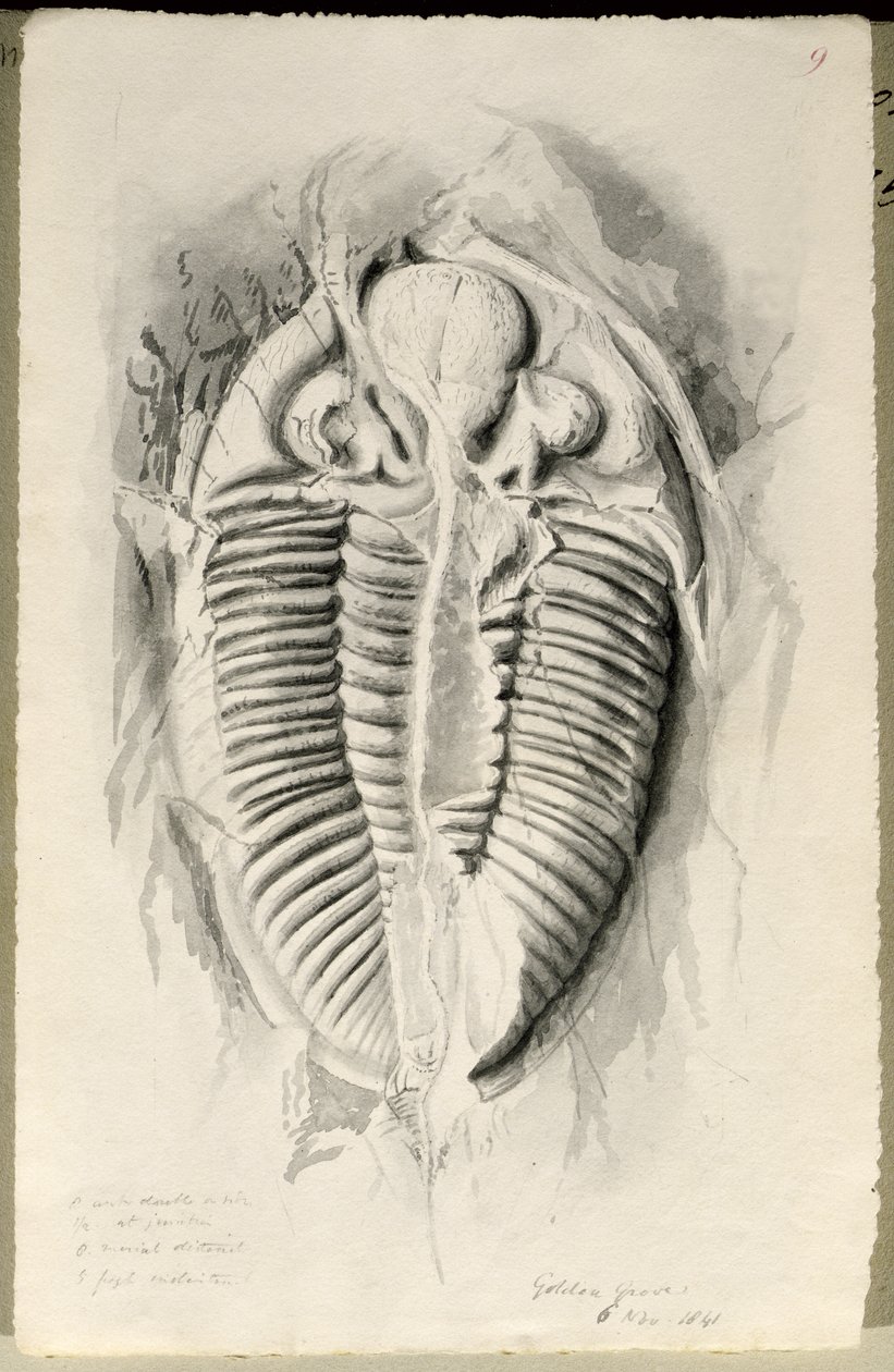 Trilobite a Golden Grove-ból, 1841. november 6 alkotó: John Phillips