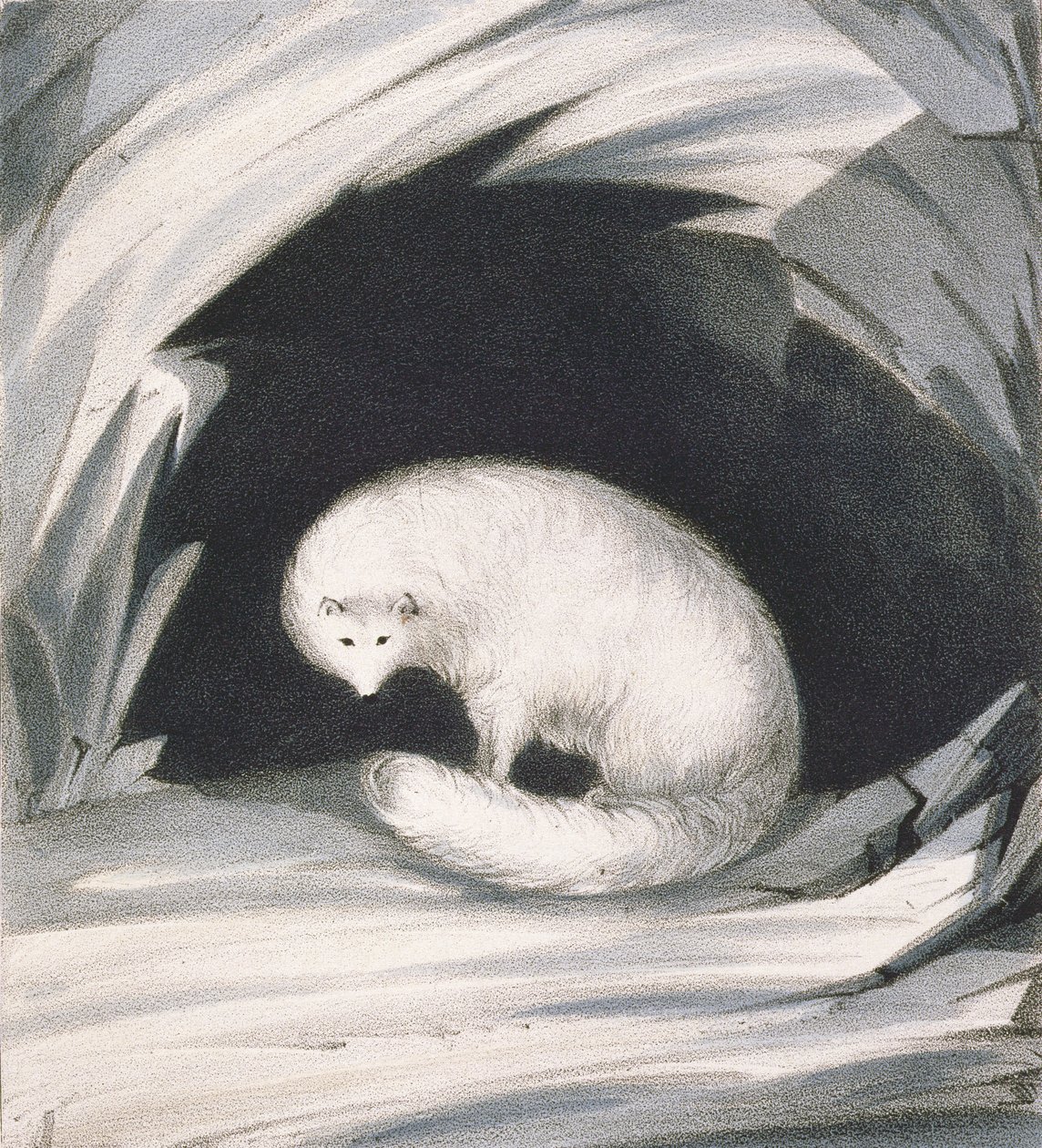 Sarki róka, Sir John Ross (1777-1836) "Narrative of a Second Voyage in Search of a North-West Passage (1829-33)" című művéből, metszette John Brandard (1812-63). alkotó: John Ross