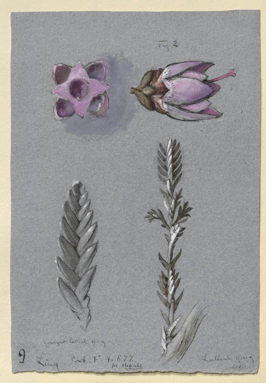Négy tanulmány Lingről, valószínűleg 1869. szeptember 14. (akvarell, testfesték, grafitra írt toll és tinta, kék vattapapírra) alkotó: John Ruskin