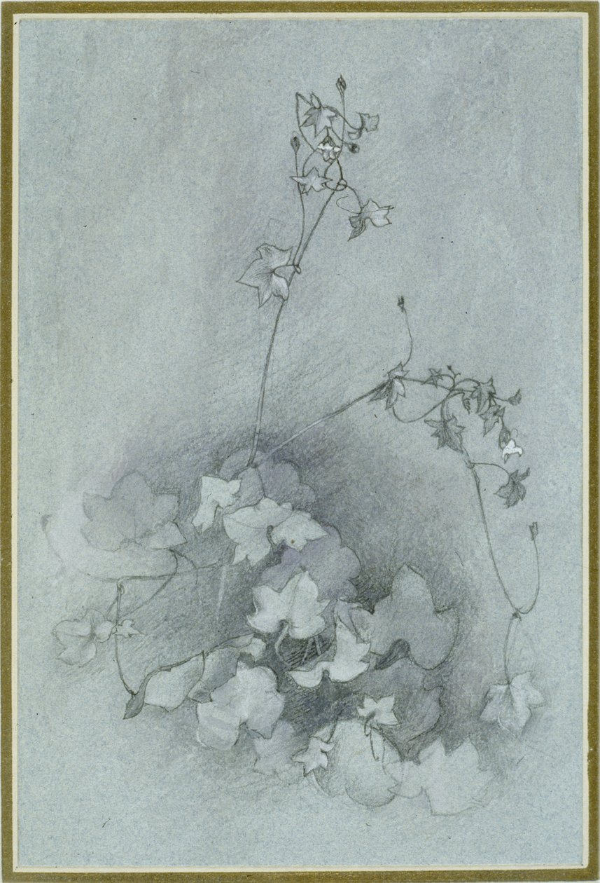 Ivy-Leaved Toadflax ("Oxford Ivy"), 1852 (akvarell, testfesték és toll és tinta grafiton kék szőtt papíron) alkotó: John Ruskin