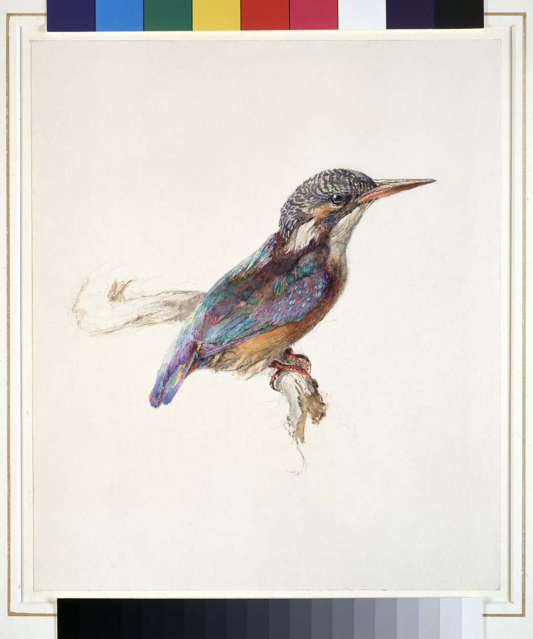 Tanulmány egy jégmadárról, domináns hivatkozással a színre, valószínűleg 1871. október (akvarell és testfesték grafit felett, szőtt papíron) alkotó: John Ruskin