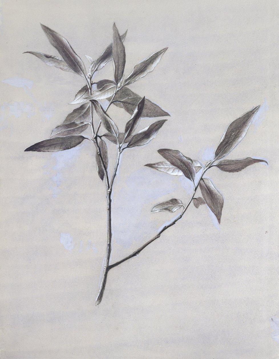 Egy Veronában gyűjtött, szárított olajbogyópermet felszíne alatt, 1878 után (akvarell és testfesték grafitra, vászonpapírra) alkotó: John Ruskin