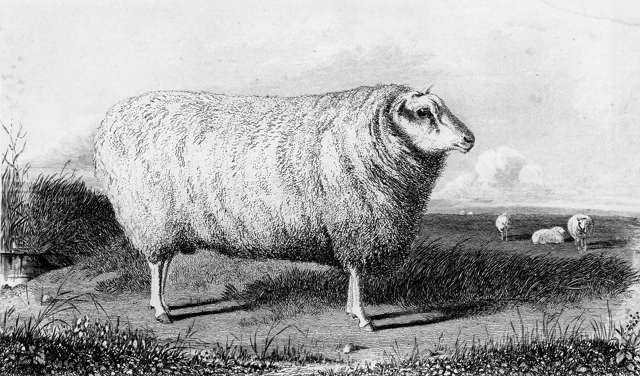 Leicester Tup, Thomas Landseer gravírozása alkotó: John Sheriff