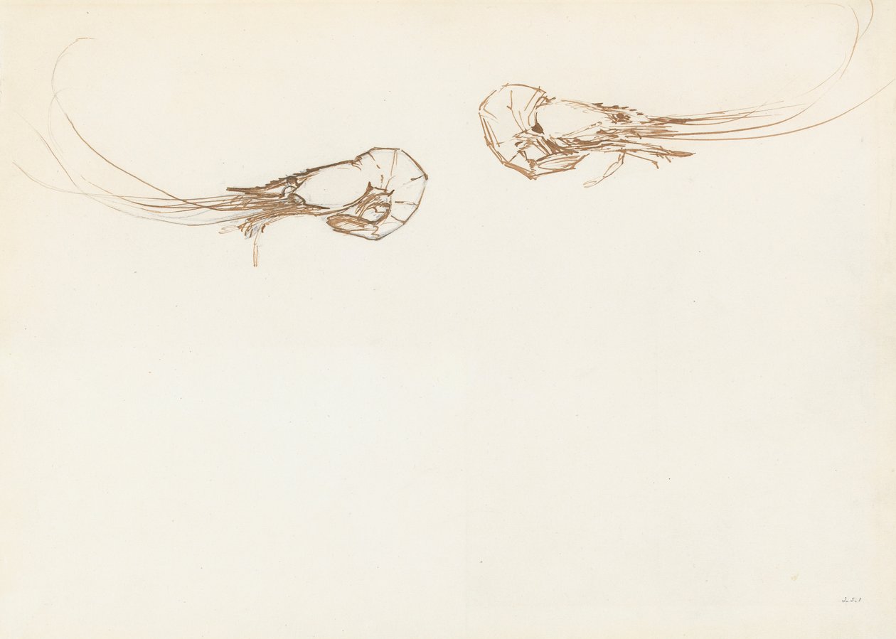 Két garnélarák (toll és tinta grafit fölött a papíron) alkotó: John Singer Sargent